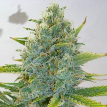 Семена конопли Super Skunk Feminised